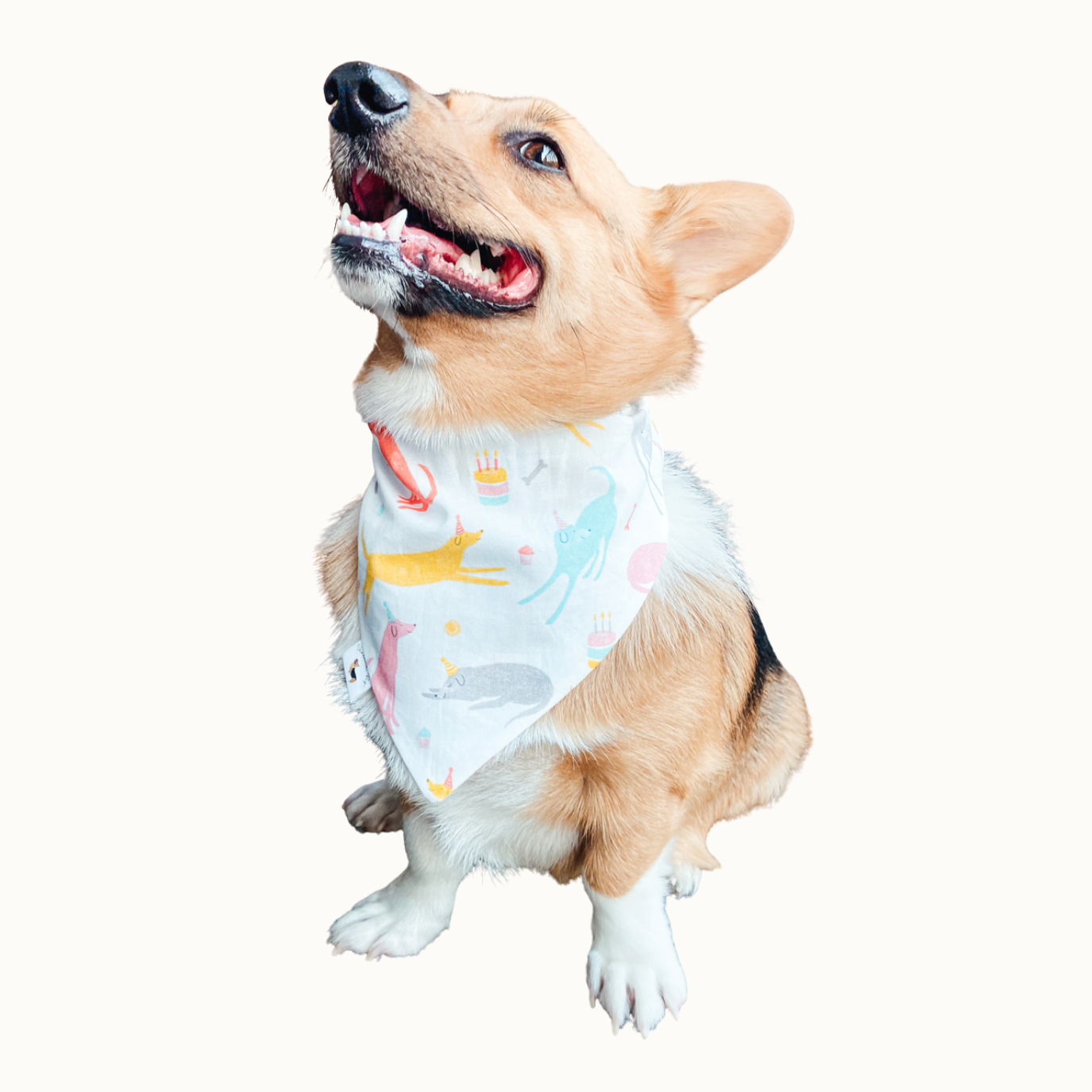 ๐๐ข๐ ๐๐๐๐ก๐ฆ ๐ท๐๐ ๐ต๐๐๐๐๐๐