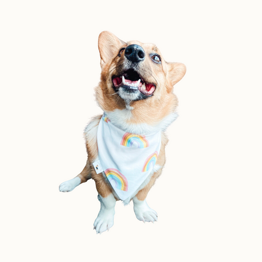 𝑃𝑎𝑠𝑡𝑒𝑙 𝑅𝑎𝑖𝑛𝑏𝑜𝑤 𝐷𝑜𝑔 𝐵𝑎𝑛𝑑𝑎𝑛𝑎