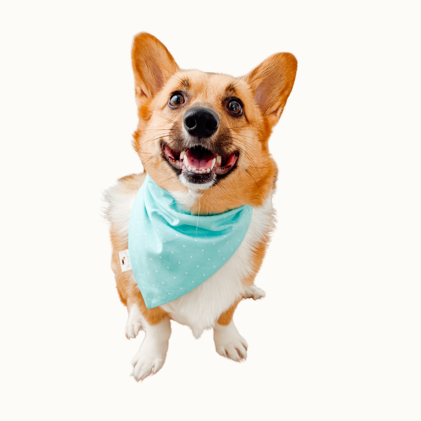 𝐼𝑐𝑒𝑑 𝐶𝑜𝑓𝑓𝑒𝑒 𝐷𝑜𝑔 𝐵𝑎𝑛𝑑𝑎𝑛𝑎