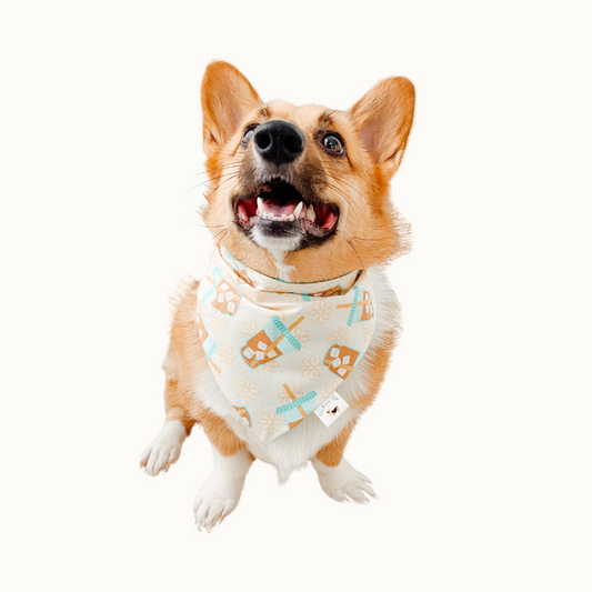 𝐼𝑐𝑒𝑑 𝐶𝑜𝑓𝑓𝑒𝑒 𝐷𝑜𝑔 𝐵𝑎𝑛𝑑𝑎𝑛𝑎