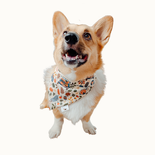 ๐ด๐๐ ๐โ๐๐๐๐  ๐น๐๐๐ ๐ท๐๐ ๐ต๐๐๐๐๐๐