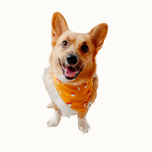 ๐๐ข๐ โ๐๐๐๐ ๐น๐๐๐๐๐๐ ๐ท๐๐ ๐ต๐๐๐๐๐๐