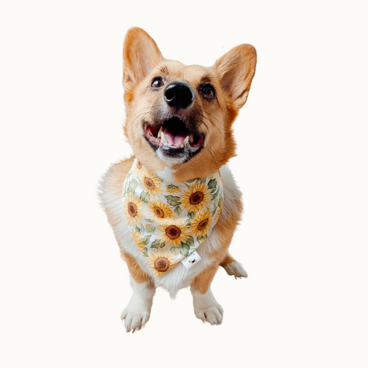 ๐๐ข๐๐๐๐๐ค๐๐ ๐น๐๐๐๐๐  ๐ท๐๐ ๐ต๐๐๐๐๐๐