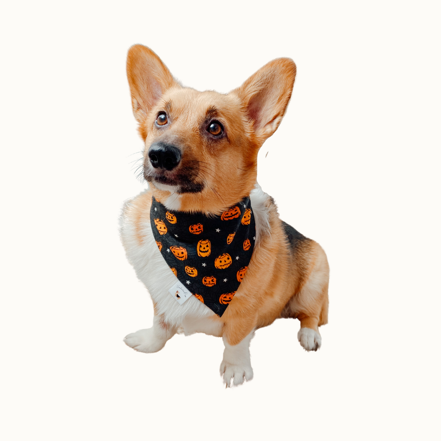 𝐻𝑎𝑝𝑝𝑦 𝑃𝑢𝑚𝑝𝑘𝑖𝑛𝑠 𝐷𝑜𝑔 𝐵𝑎𝑛𝑑𝑎𝑛𝑎