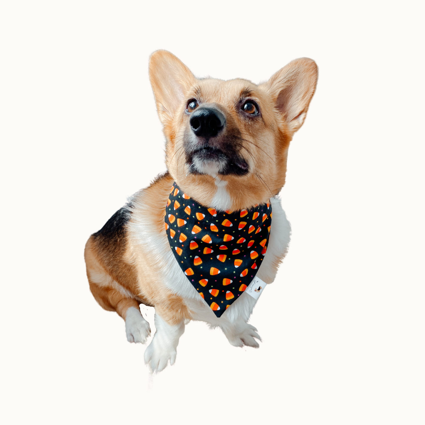 𝐻𝑎𝑝𝑝𝑦 𝑃𝑢𝑚𝑝𝑘𝑖𝑛𝑠 𝐷𝑜𝑔 𝐵𝑎𝑛𝑑𝑎𝑛𝑎