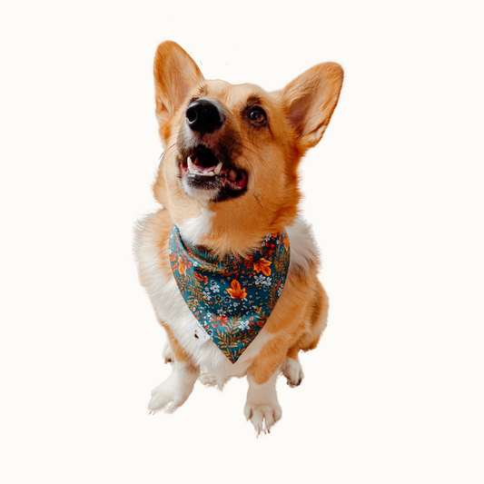 ๐น๐๐๐ ๐น๐๐๐๐๐๐  ๐ท๐๐ ๐ต๐๐๐๐๐๐