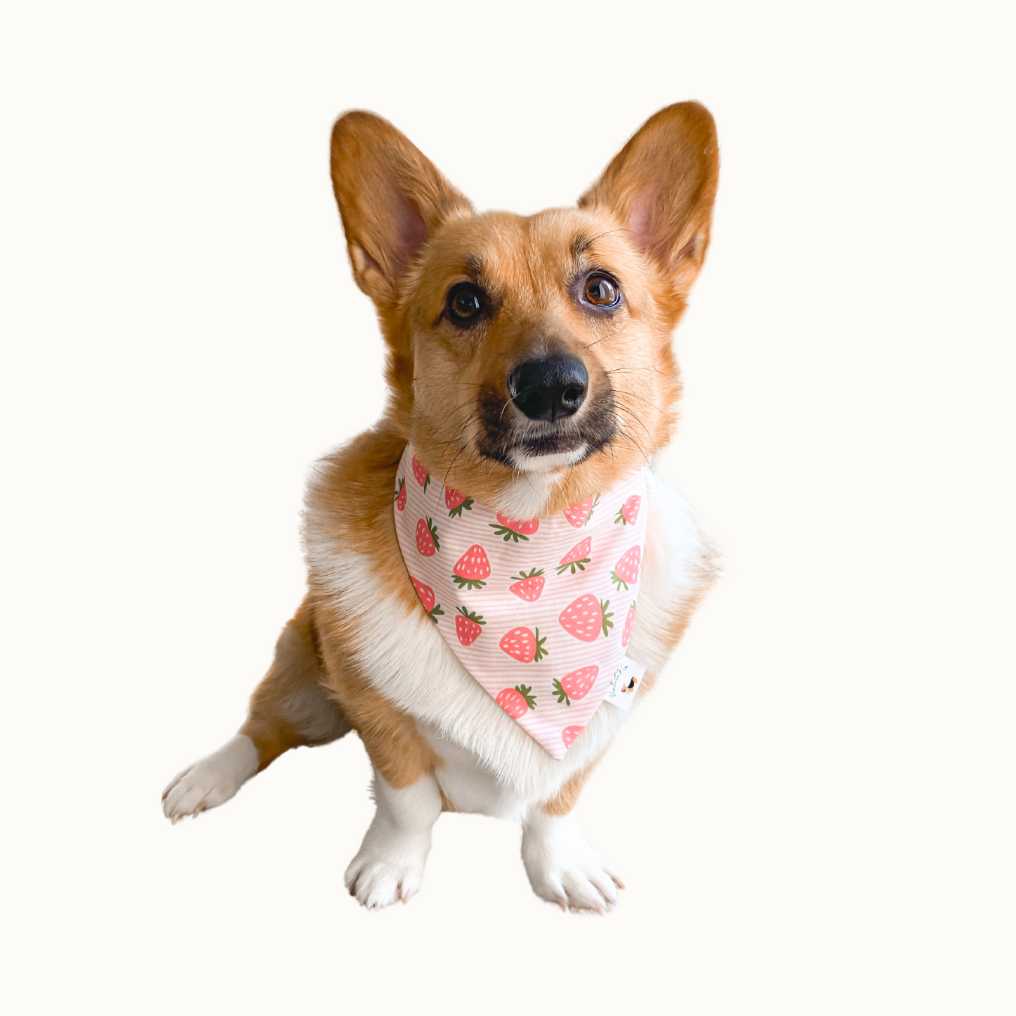 ๐๐๐๐๐ ๐๐ก๐๐๐ค๐๐๐๐๐๐๐  ๐ท๐๐ ๐ต๐๐๐๐๐๐