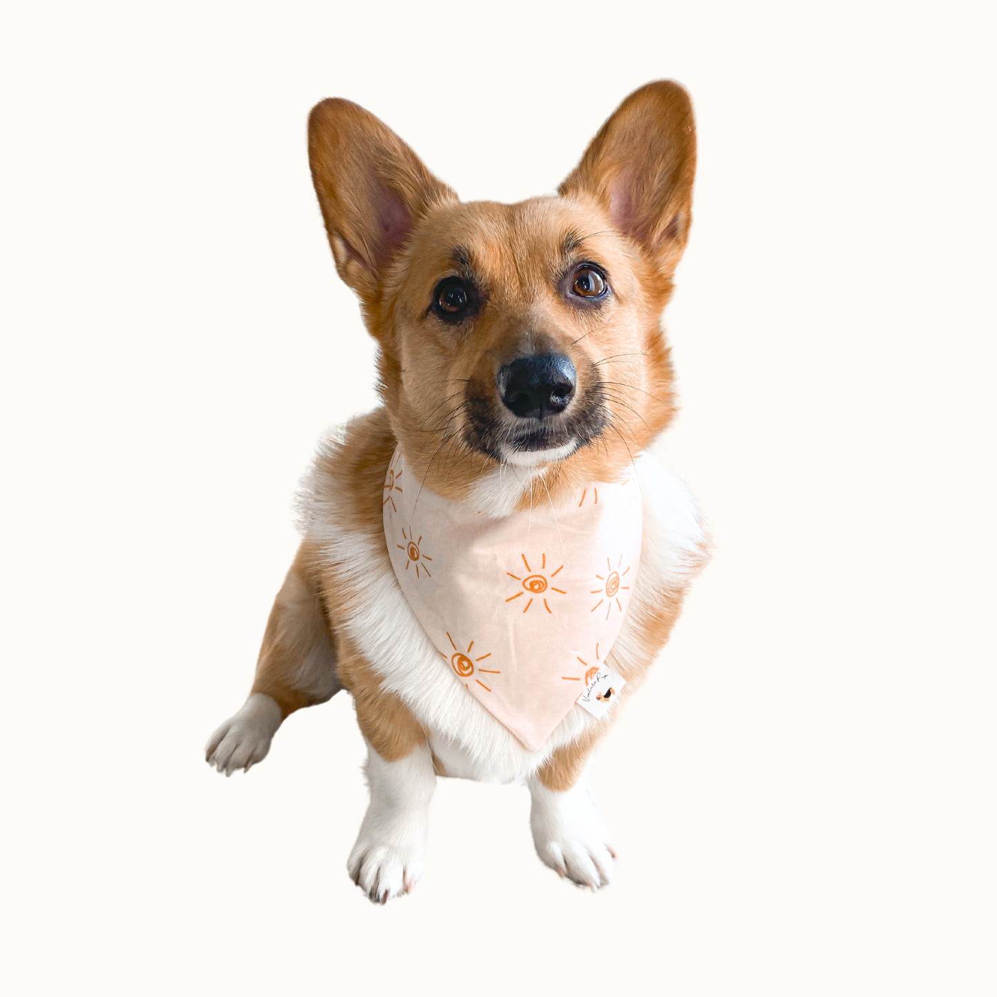 𝐹𝑙𝑜𝑤𝑒𝑟 𝐺𝑎𝑟𝑑𝑒𝑛 𝐷𝑜𝑔 𝐵𝑎𝑛𝑑𝑎𝑛𝑎