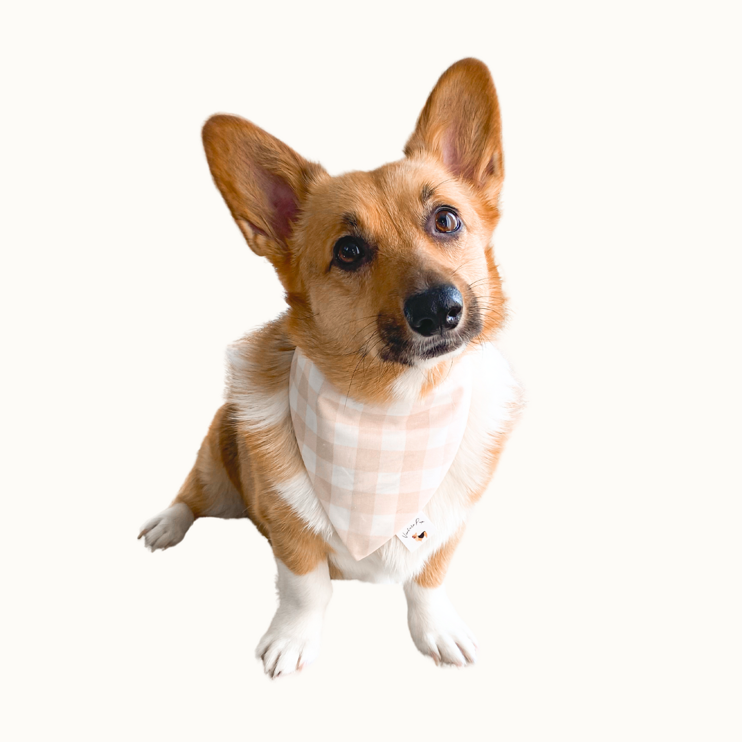 𝐶𝑎𝑚𝑝𝑓𝑖𝑟𝑒 𝐷𝑜𝑔 𝐵𝑎𝑛𝑑𝑎𝑛𝑎