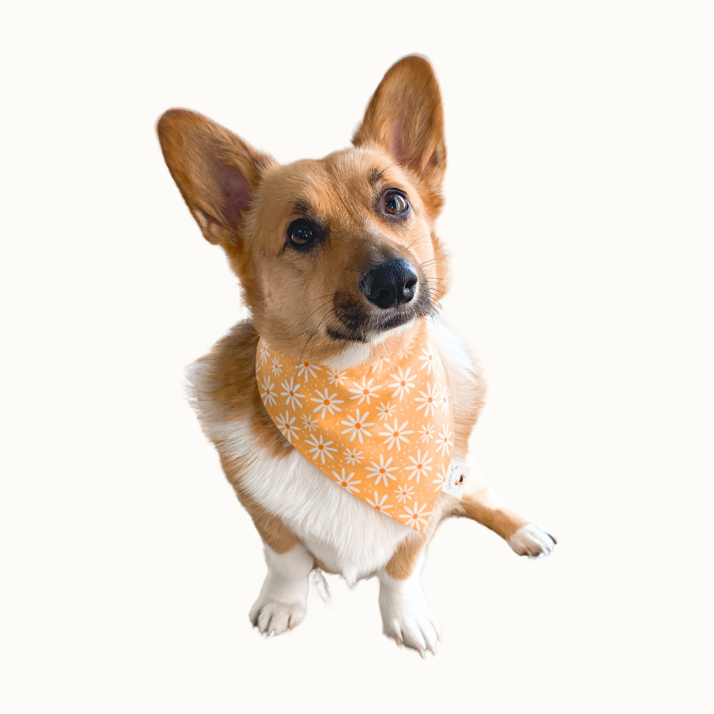 ๐๐๐๐๐๐ค ๐ต๐๐๐๐๐ ๐ท๐๐ ๐ต๐๐๐๐๐๐