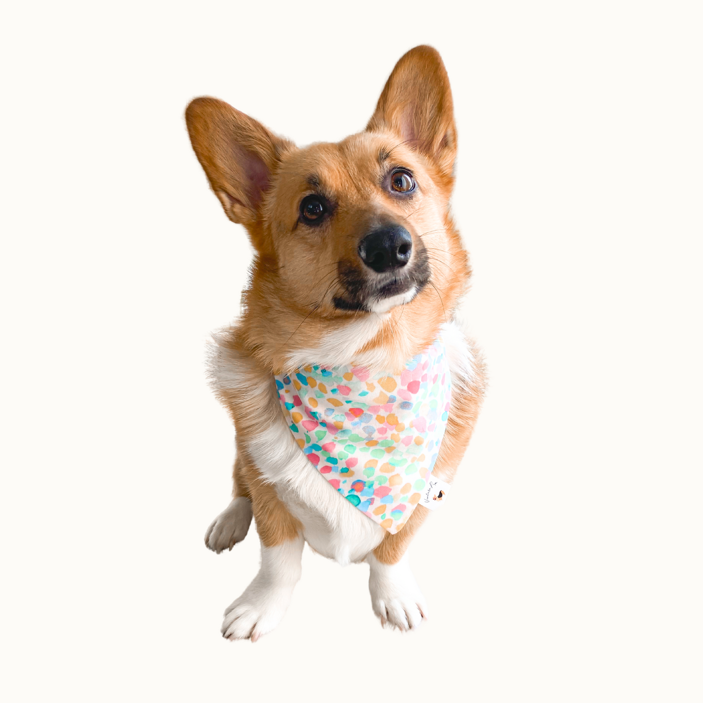 ๐ท๐ข๐๐ ๐น๐๐๐๐ก๐ฆ ๐ท๐๐ ๐ต๐๐๐๐๐๐