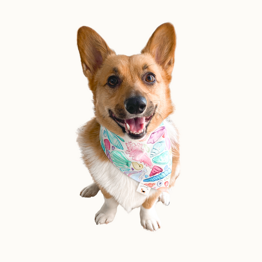 𝑊𝑎𝑡𝑒𝑟𝑐𝑜𝑙𝑜𝑟 𝑆ℎ𝑒𝑙𝑙𝑠 𝐷𝑜𝑔 𝐵𝑎𝑛𝑑𝑎𝑛𝑎