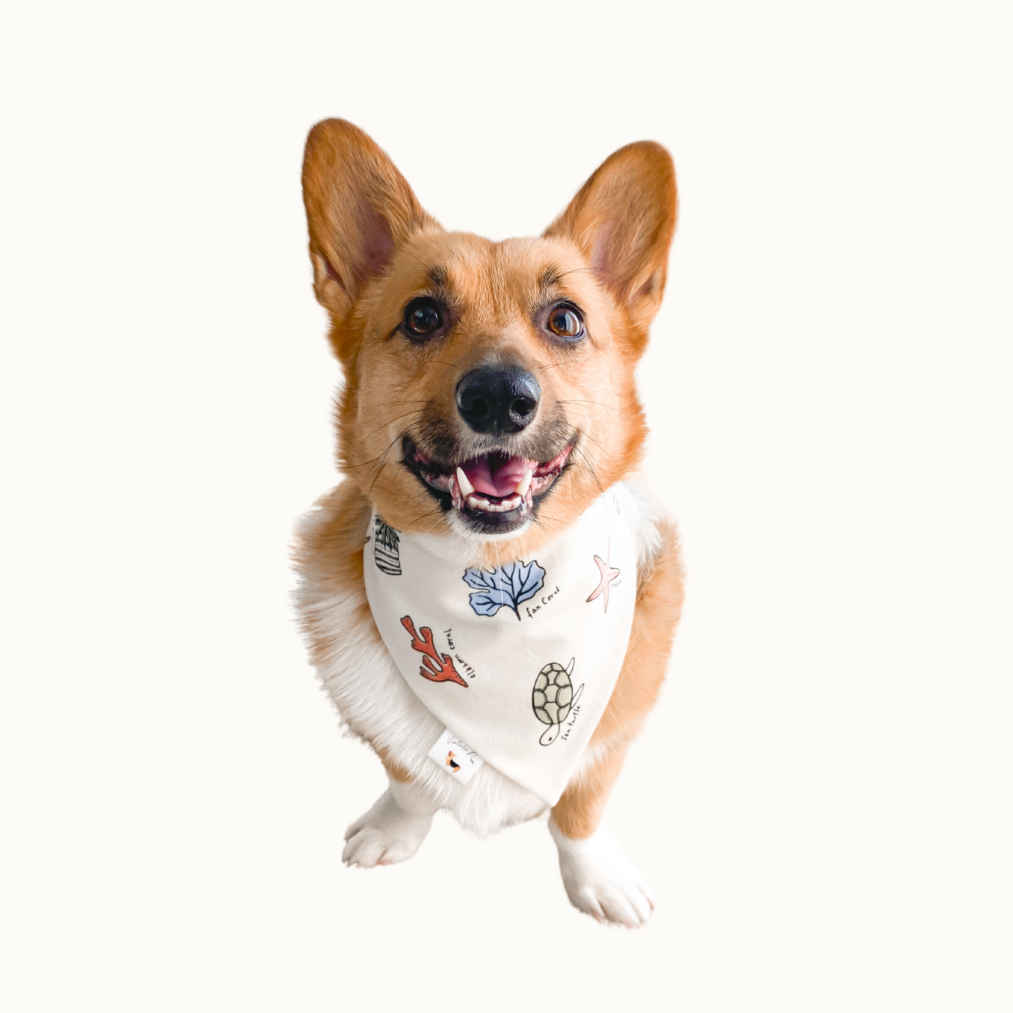 ๐๐๐๐ โ๐๐๐ ๐ท๐๐ ๐ต๐๐๐๐๐๐