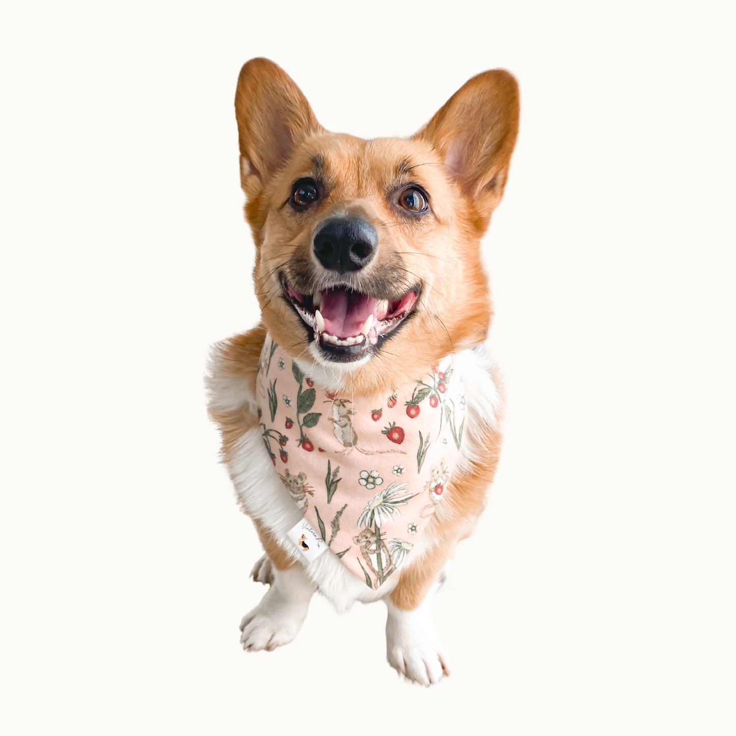 𝑆𝑡𝑟𝑎𝑤𝑏𝑒𝑟𝑟𝑦 𝑀𝑖𝑐𝑒 𝐷𝑜𝑔 𝐵𝑎𝑛𝑑𝑎𝑛𝑎