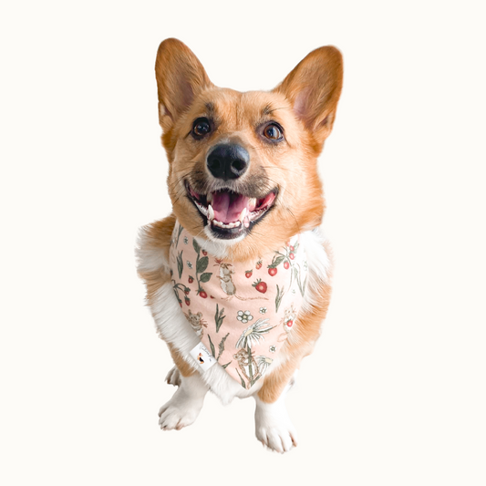 𝑆𝑡𝑟𝑎𝑤𝑏𝑒𝑟𝑟𝑦 𝑀𝑖𝑐𝑒 𝐷𝑜𝑔 𝐵𝑎𝑛𝑑𝑎𝑛𝑎