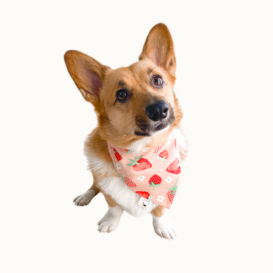 𝐶𝑜𝑙𝑜𝑟𝑓𝑢𝑙 𝑆𝑡𝑟𝑎𝑤𝑏𝑒𝑟𝑟𝑖𝑒𝑠 𝐷𝑜𝑔 𝐵𝑎𝑛𝑑𝑎𝑛𝑎