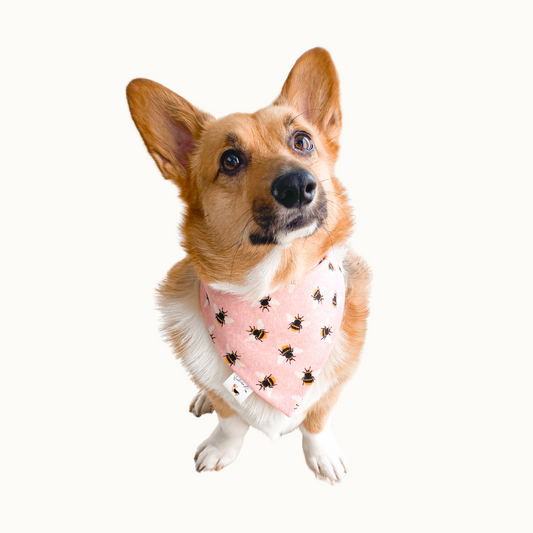 𝐵𝑢𝑚𝑏𝑙𝑒 𝐵𝑒𝑒 𝐷𝑜𝑔 𝐵𝑎𝑛𝑑𝑎𝑛𝑎