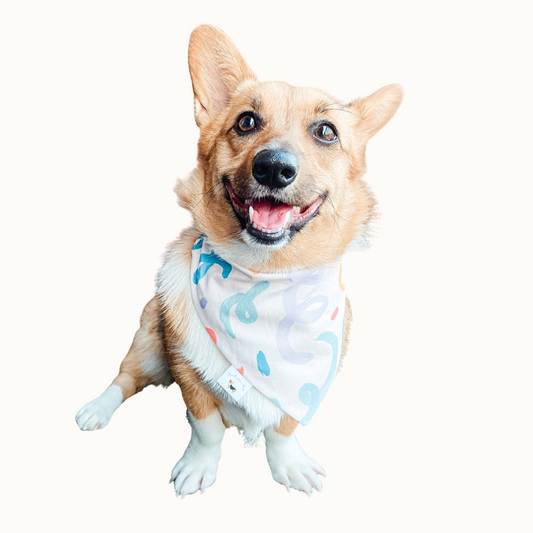 𝐶𝑜𝑙𝑜𝑟𝑓𝑢𝑙 𝐶𝑜𝑛𝑓𝑒𝑡𝑡𝑖 𝐷𝑜𝑔 𝐵𝑎𝑛𝑑𝑎𝑛𝑎