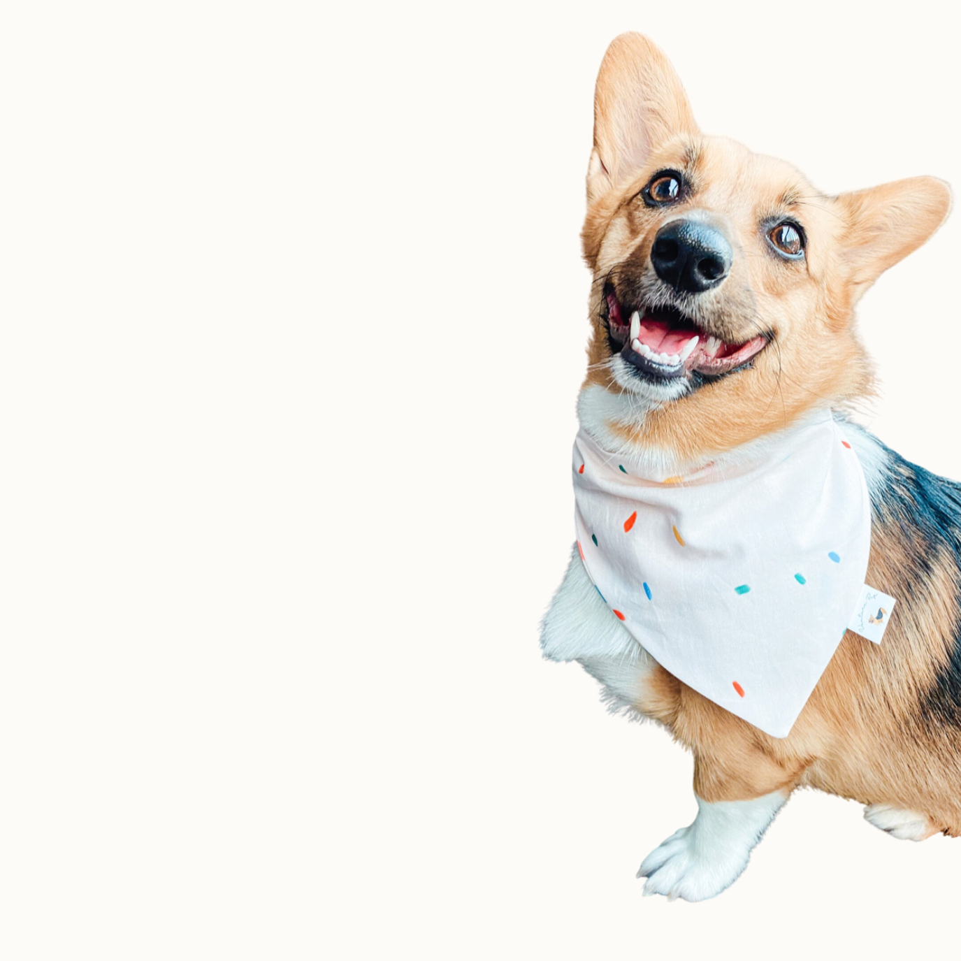 𝐶𝑜𝑙𝑜𝑟𝑓𝑢𝑙 𝐶𝑜𝑛𝑓𝑒𝑡𝑡𝑖 𝐷𝑜𝑔 𝐵𝑎𝑛𝑑𝑎𝑛𝑎