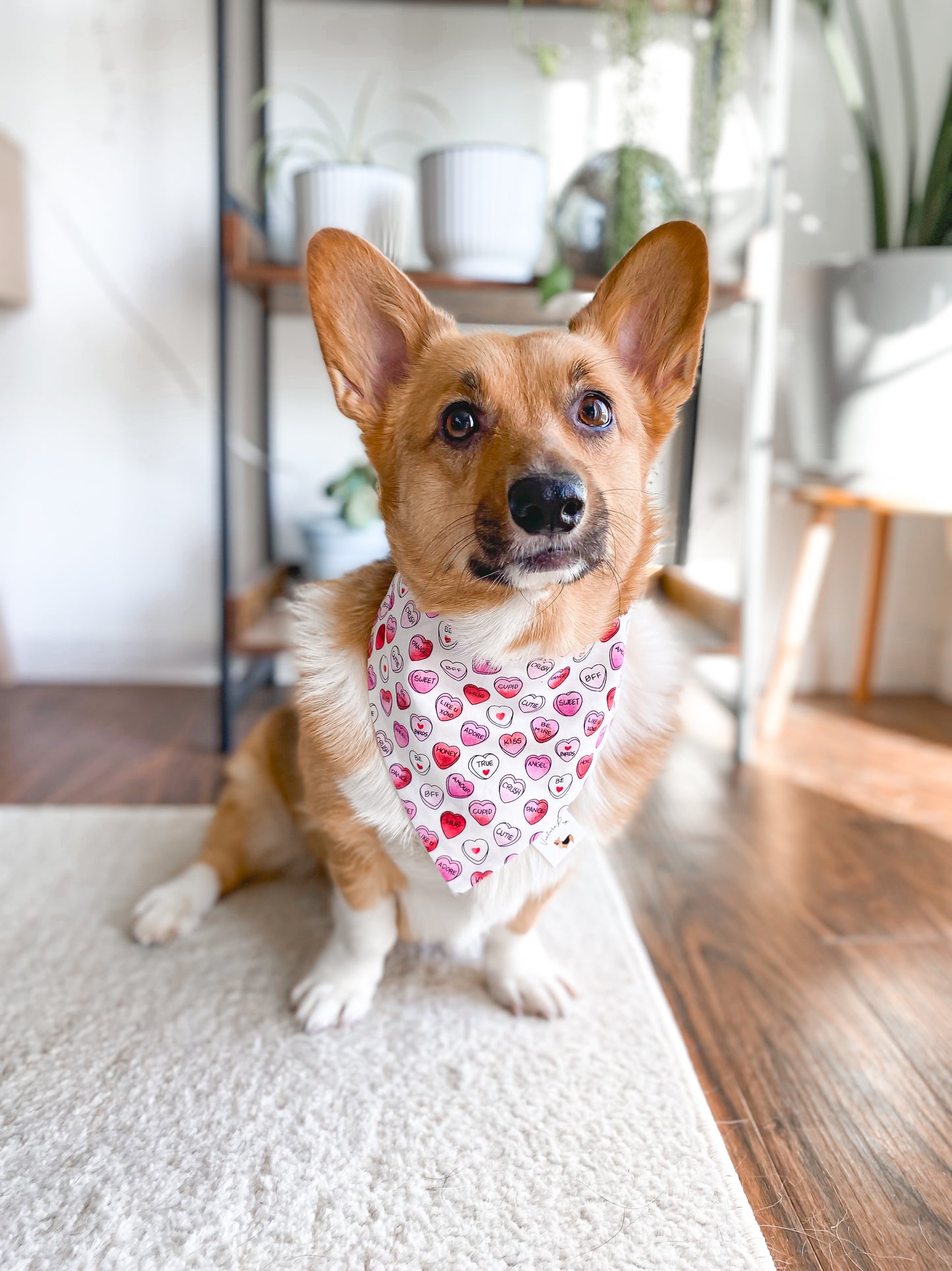 𝐶𝑎𝑛𝑑𝑦 𝐻𝑒𝑎𝑟𝑡𝑠 𝐵𝑎𝑛𝑑𝑎𝑛𝑎