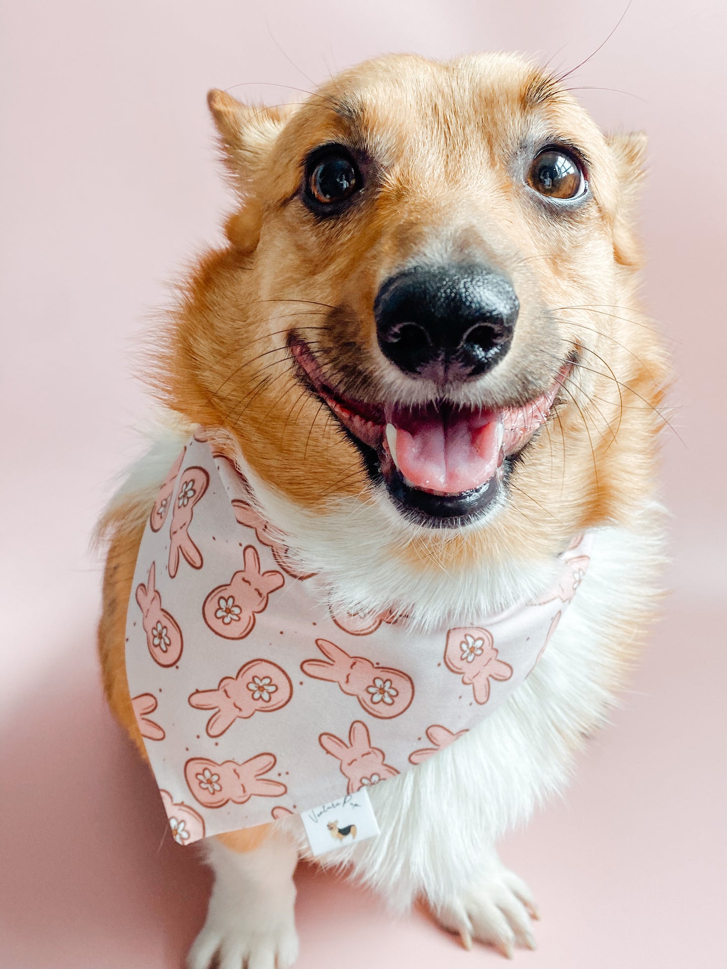 𝑃𝑖𝑛𝑘 𝑃𝑒𝑒𝑝𝑠 𝐷𝑜𝑔 𝐵𝑎𝑛𝑑𝑎𝑛𝑎