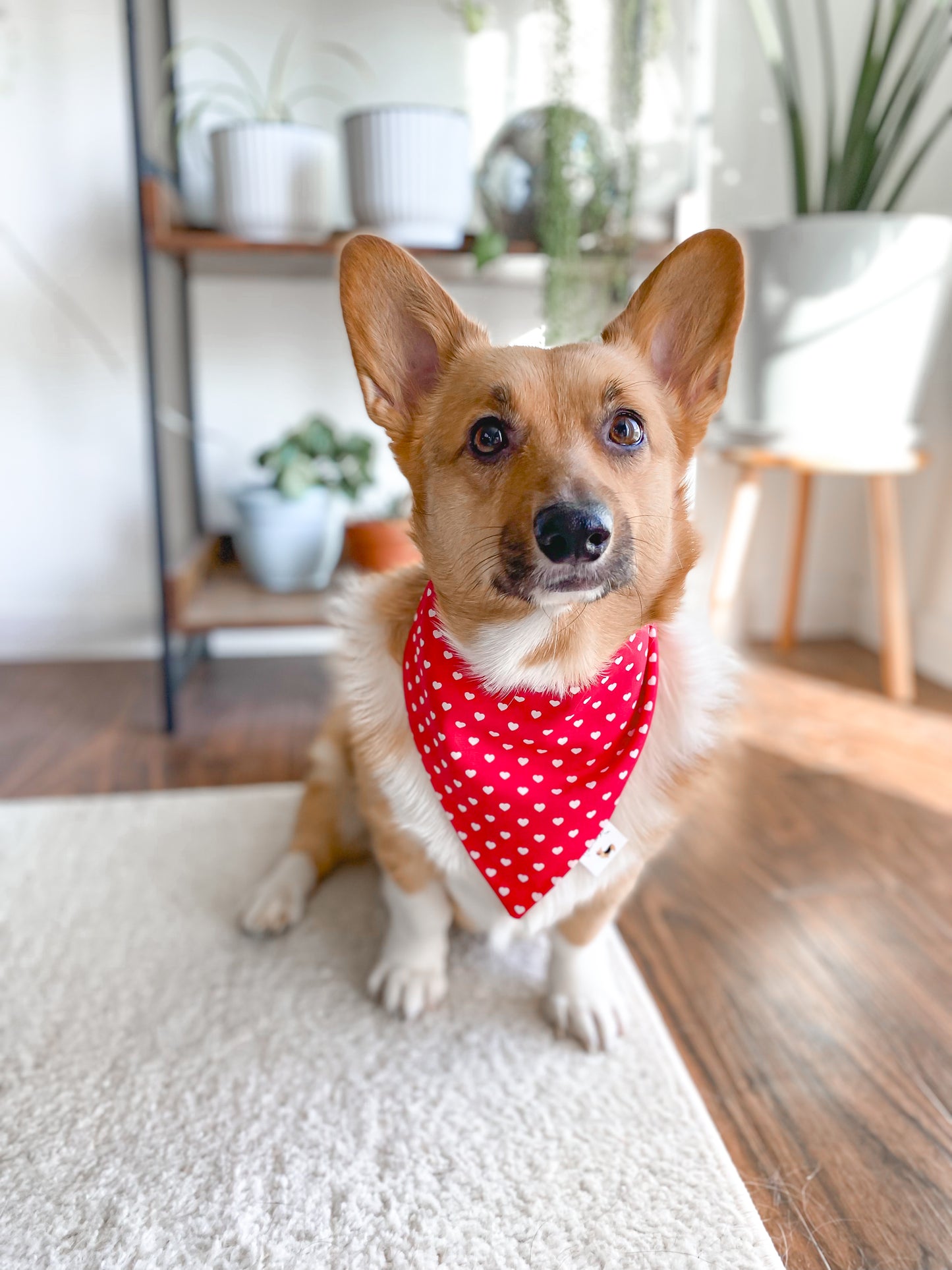 𝑇𝑖𝑛𝑦 𝐻𝑒𝑎𝑟𝑡𝑠 𝐵𝑎𝑛𝑑𝑎𝑛𝑎