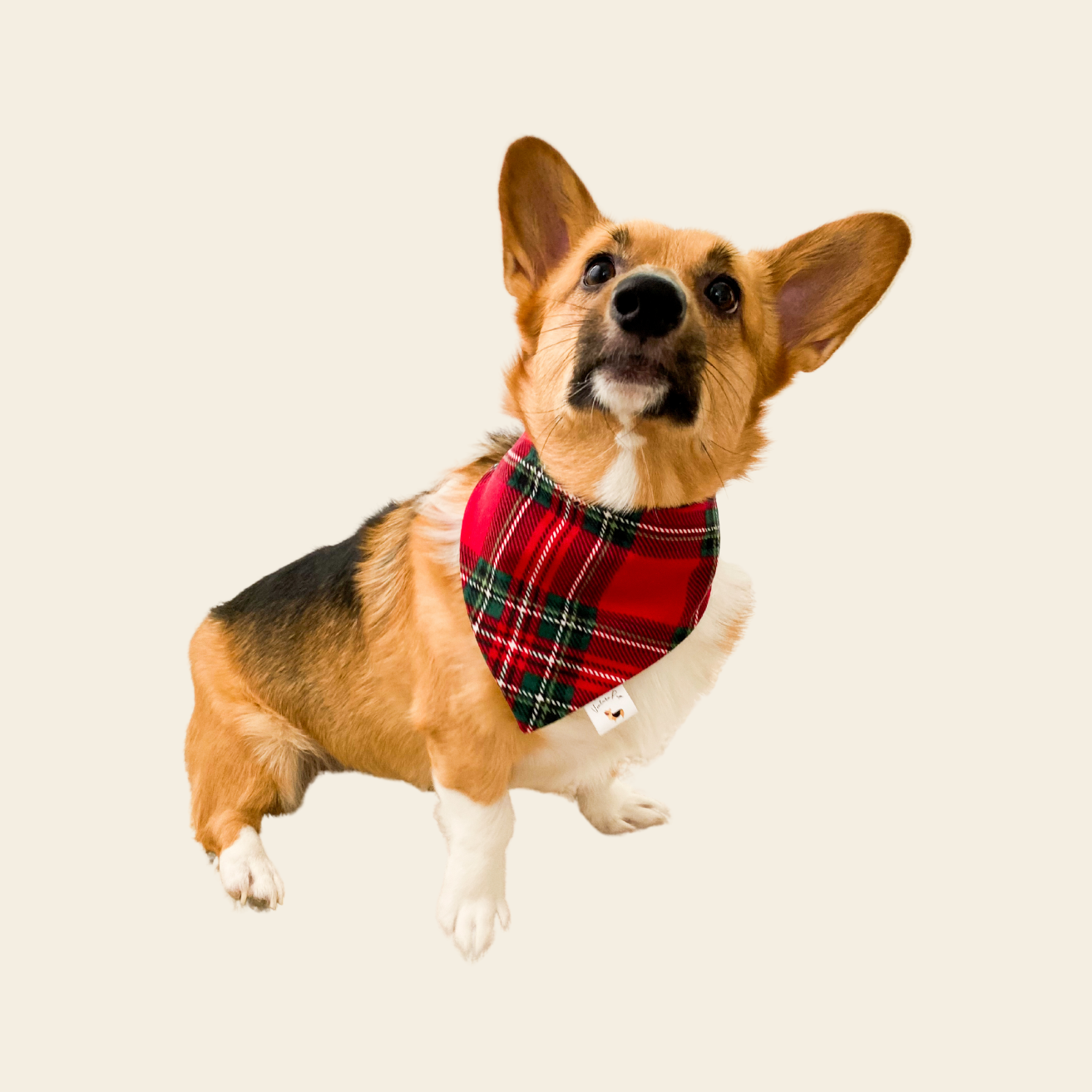 𝑅𝑒𝑑 𝑃𝑙𝑎𝑖𝑑 𝐹𝑙𝑎𝑛𝑛𝑒𝑙 𝐷𝑜𝑔 𝐵𝑎𝑛𝑑𝑎𝑛𝑎