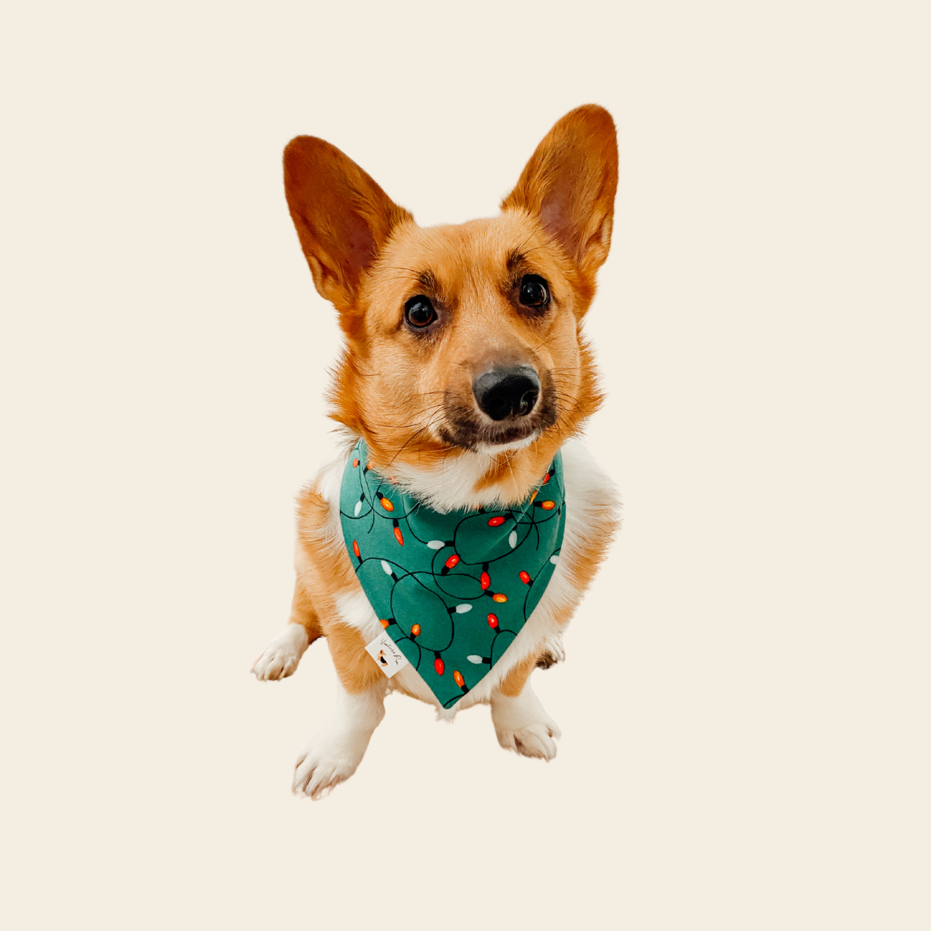 𝐻𝑜𝑙𝑖𝑑𝑎𝑦 𝐿𝑖𝑔ℎ𝑡𝑠 𝐹𝑙𝑎𝑛𝑛𝑒𝑙 𝐷𝑜𝑔 𝐵𝑎𝑛𝑑𝑎𝑛𝑎