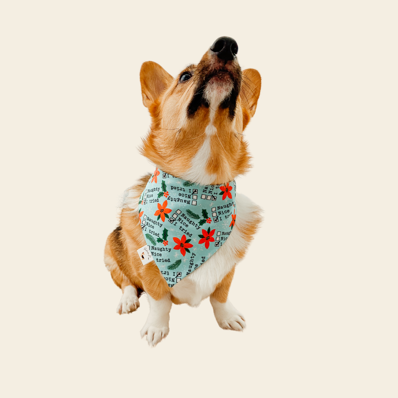 𝐶ℎ𝑟𝑖𝑠𝑡𝑚𝑎𝑠 𝐷𝑖𝑛𝑜 𝐷𝑜𝑔 𝐵𝑎𝑛𝑑𝑎𝑛𝑎