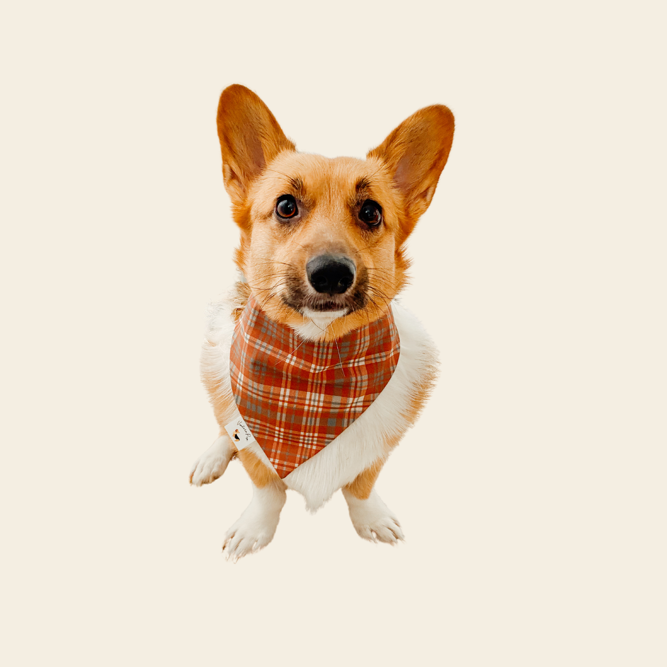 𝐺𝑖𝑛𝑔𝑒𝑟𝑏𝑟𝑒𝑎𝑑 𝑃𝑙𝑎𝑖𝑑 𝐷𝑜𝑔 𝐵𝑎𝑛𝑑𝑎𝑛𝑎