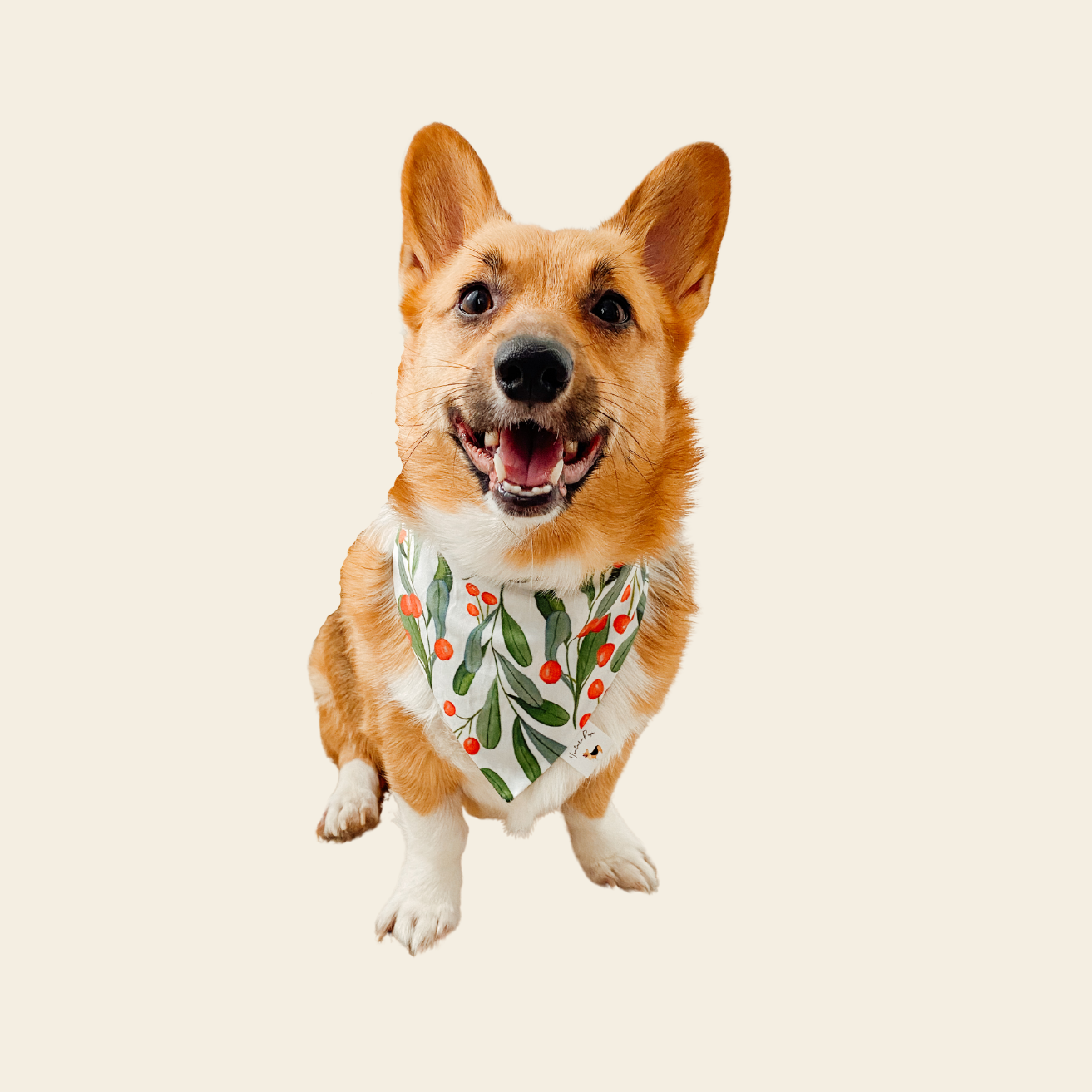 𝐹𝑟𝑒𝑒 𝑆𝑙𝑜𝑝𝑝𝑦 𝐾𝑖𝑠𝑠𝑒𝑠 𝐷𝑜𝑔 𝐵𝑎𝑛𝑑𝑎𝑛𝑎