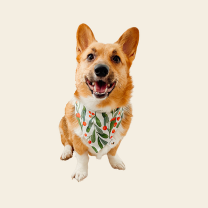 𝐹𝑟𝑒𝑒 𝑆𝑙𝑜𝑝𝑝𝑦 𝐾𝑖𝑠𝑠𝑒𝑠 𝐷𝑜𝑔 𝐵𝑎𝑛𝑑𝑎𝑛𝑎