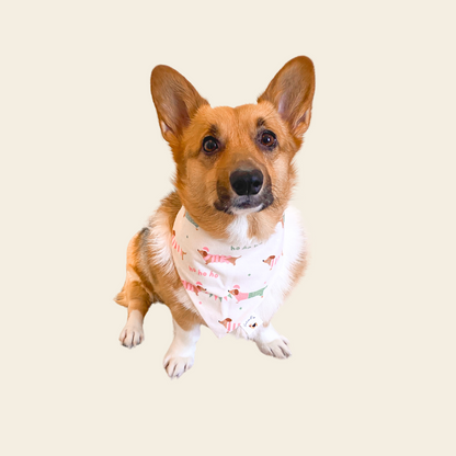 𝐷𝑜𝑔𝑠 𝑖𝑛 𝑆𝑤𝑒𝑎𝑡𝑒𝑟𝑠 𝐷𝑜𝑔 𝐵𝑎𝑛𝑑𝑎𝑛𝑎